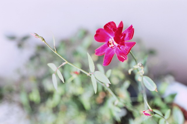 «ö¦¹¦b·sµøµ¡ÂsÄý¹Ï¤ù