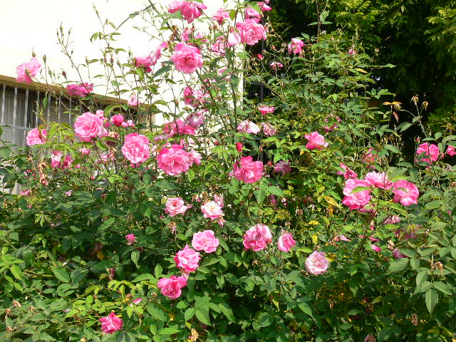 «ö¦¹¦b·sµøµ¡ÂsÄý¹Ï¤ù