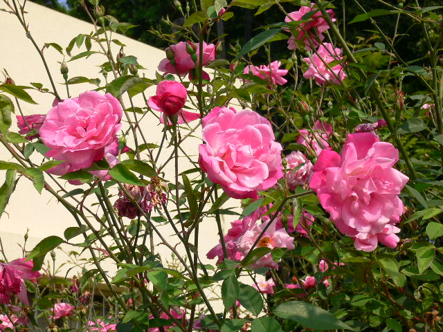 «ö¦¹¦b·sµøµ¡ÂsÄý¹Ï¤ù