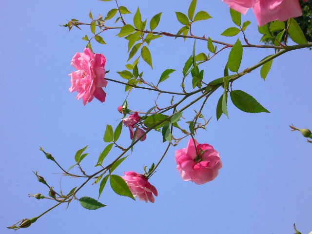 «ö¦¹¦b·sµøµ¡ÂsÄý¹Ï¤ù