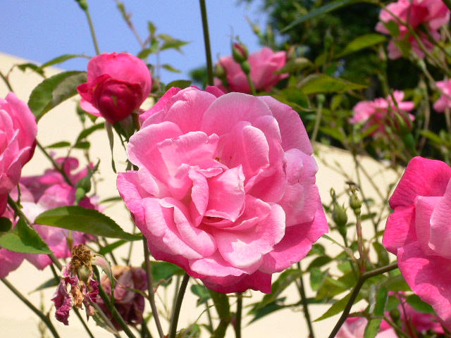 «ö¦¹¦b·sµøµ¡ÂsÄý¹Ï¤ù