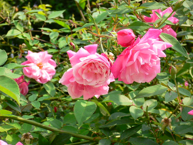 «ö¦¹¦b·sµøµ¡ÂsÄý¹Ï¤ù