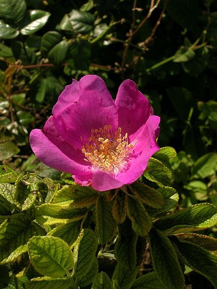 «ö¦¹¦b·sµøµ¡ÂsÄý¹Ï¤ù