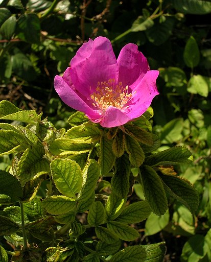 «ö¦¹¦b·sµøµ¡ÂsÄý¹Ï¤ù