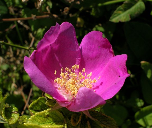 «ö¦¹¦b·sµøµ¡ÂsÄý¹Ï¤ù