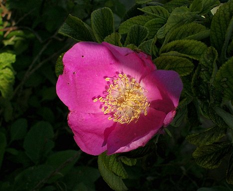 «ö¦¹¦b·sµøµ¡ÂsÄý¹Ï¤ù