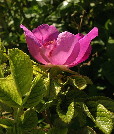 «ö¦¹¦b·sµøµ¡ÂsÄý¹Ï¤ù