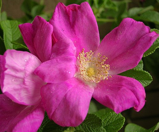 «ö¦¹¦b·sµøµ¡ÂsÄý¹Ï¤ù