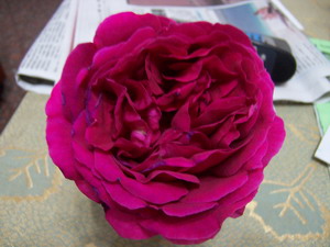 «ö¦¹¦b·sµøµ¡ÂsÄý¹Ï¤ù