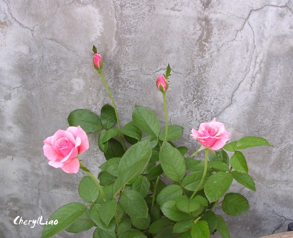 按此在新視窗瀏覽圖片