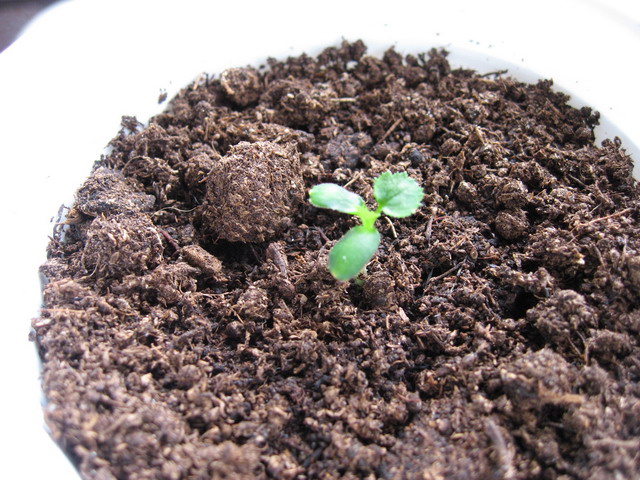 «ö¦¹¦b·sµøµ¡ÂsÄý¹Ï¤ù