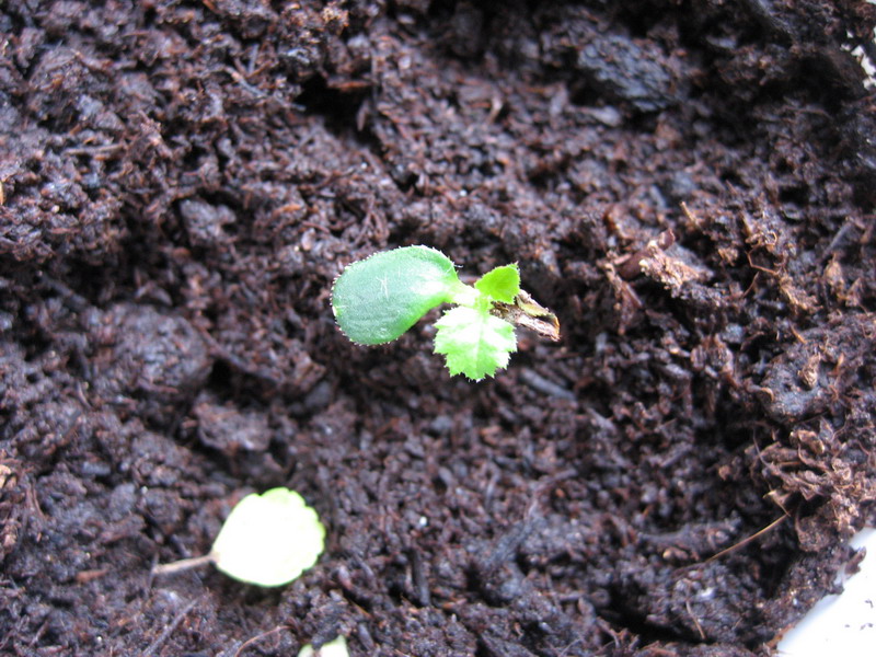 «ö¦¹¦b·sµøµ¡ÂsÄý¹Ï¤ù