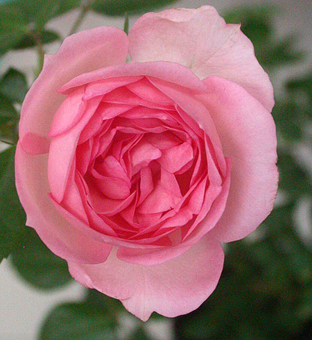 «ö¦¹¦b·sµøµ¡ÂsÄý¹Ï¤ù