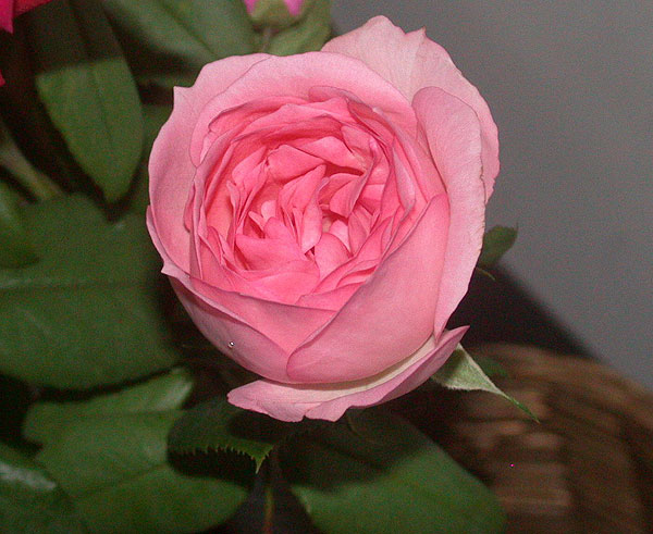 «ö¦¹¦b·sµøµ¡ÂsÄý¹Ï¤ù