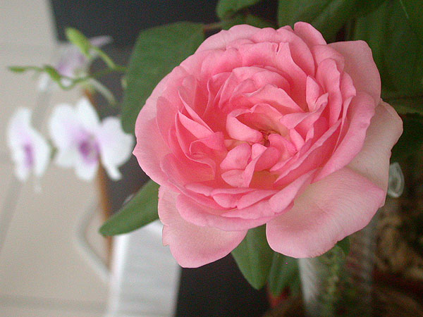 «ö¦¹¦b·sµøµ¡ÂsÄý¹Ï¤ù