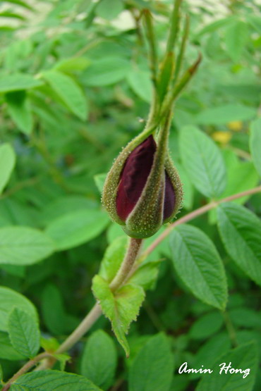 «ö¦¹¦b·sµøµ¡ÂsÄý¹Ï¤ù