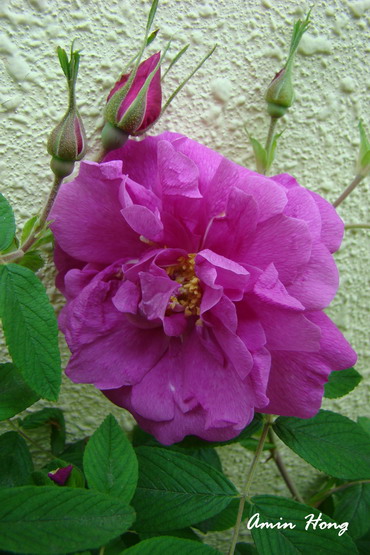 «ö¦¹¦b·sµøµ¡ÂsÄý¹Ï¤ù