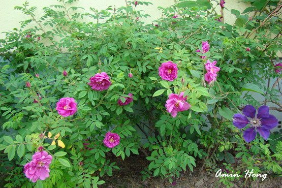 «ö¦¹¦b·sµøµ¡ÂsÄý¹Ï¤ù