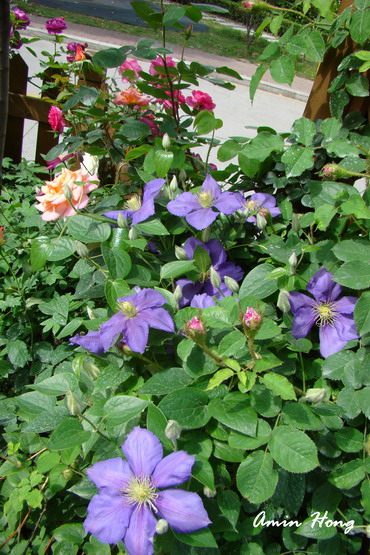 «ö¦¹¦b·sµøµ¡ÂsÄý¹Ï¤ù