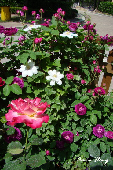 «ö¦¹¦b·sµøµ¡ÂsÄý¹Ï¤ù