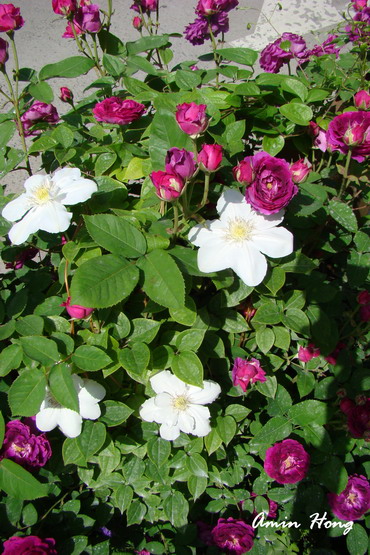 «ö¦¹¦b·sµøµ¡ÂsÄý¹Ï¤ù