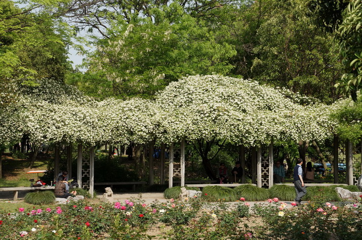 按此在新視窗瀏覽圖片