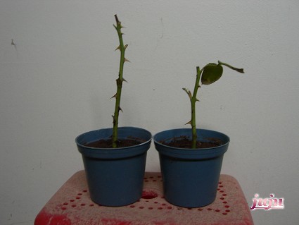 «ö¦¹¦b·sµøµ¡ÂsÄý¹Ï¤ù