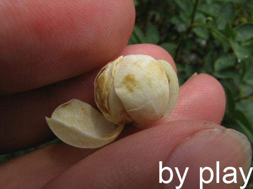 «ö¦¹¦b·sµøµ¡ÂsÄý¹Ï¤ù