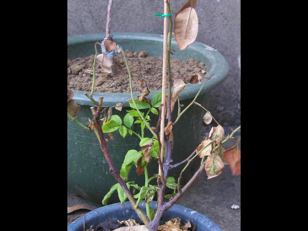 «ö¦¹¦b·sµøµ¡ÂsÄý¹Ï¤ù