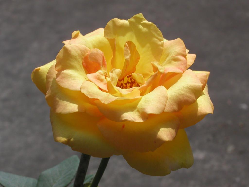 «ö¦¹¦b·sµøµ¡ÂsÄý¹Ï¤ù