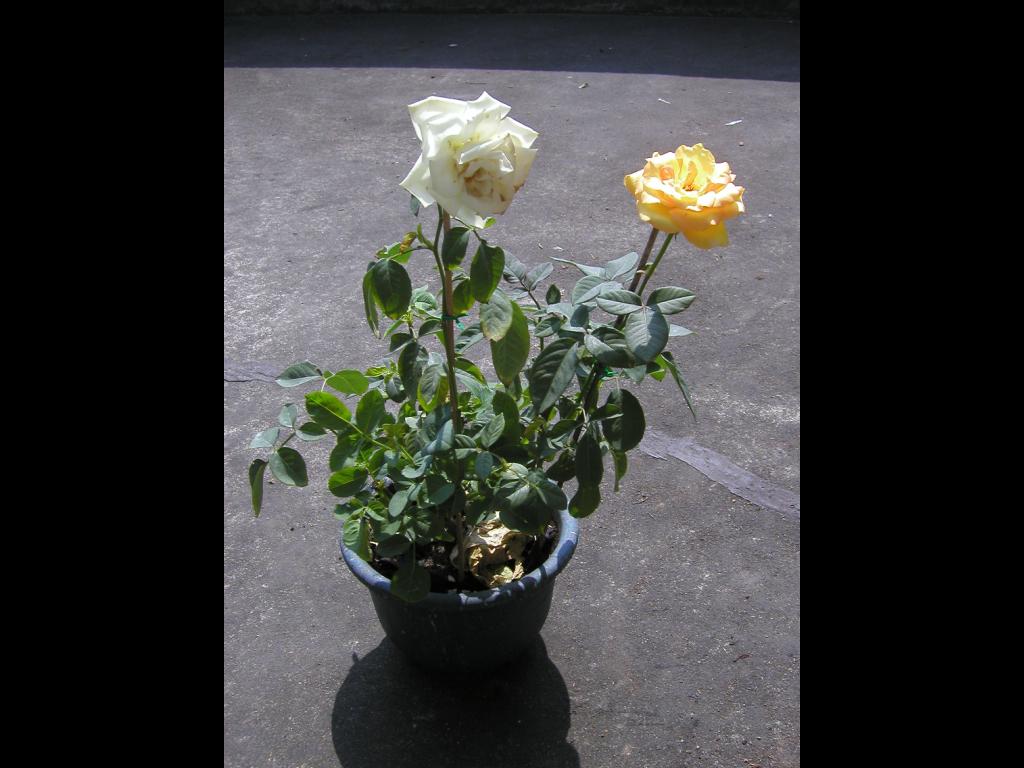 «ö¦¹¦b·sµøµ¡ÂsÄý¹Ï¤ù