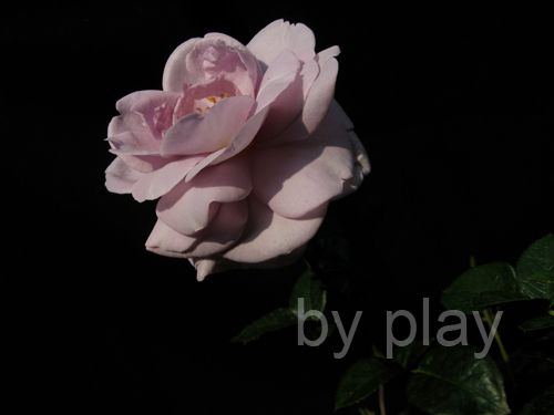 «ö¦¹¦b·sµøµ¡ÂsÄý¹Ï¤ù