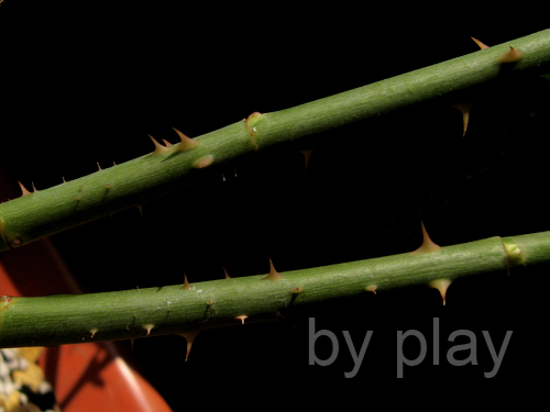 «ö¦¹¦b·sµøµ¡ÂsÄý¹Ï¤ù