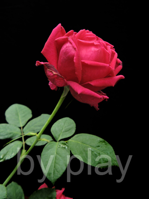 «ö¦¹¦b·sµøµ¡ÂsÄý¹Ï¤ù