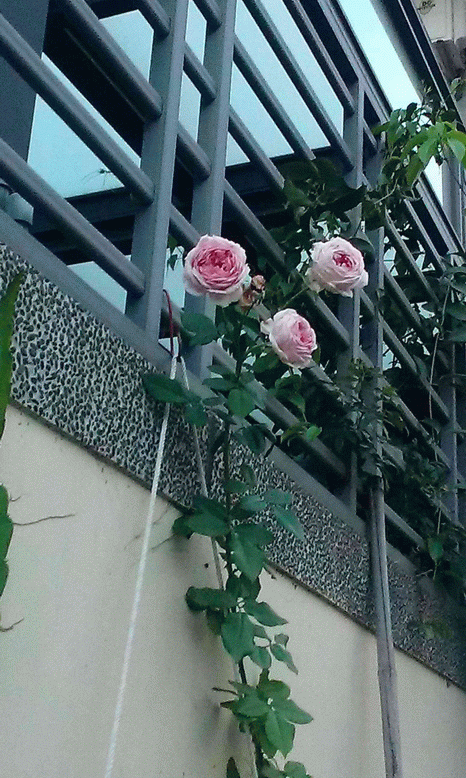 按此在新視窗瀏覽圖片