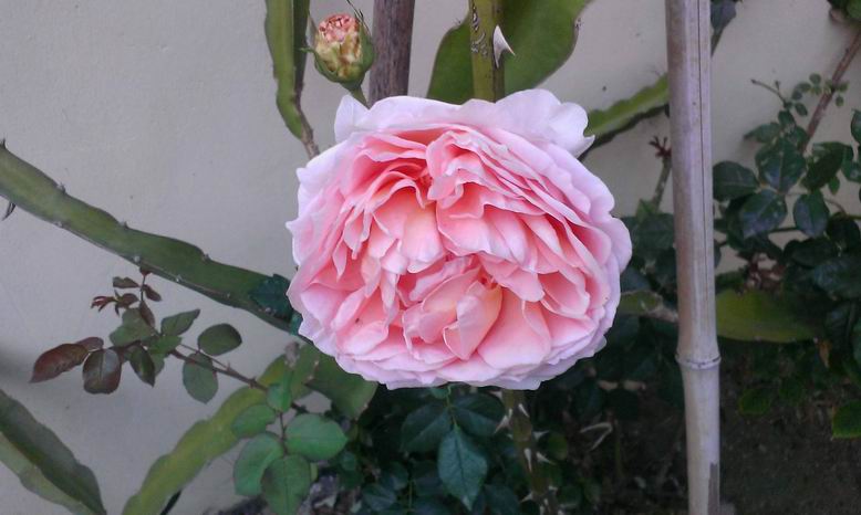 按此在新視窗瀏覽圖片