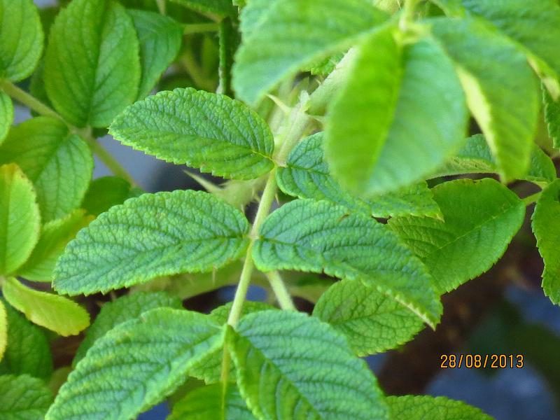 «ö¦¹¦b·sµøµ¡ÂsÄý¹Ï¤ù