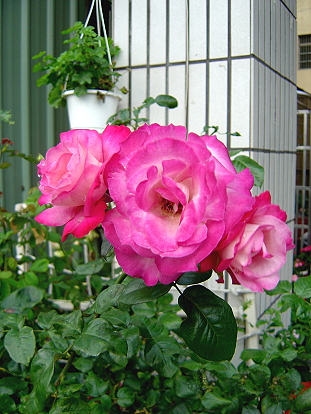 按此在新視窗瀏覽圖片