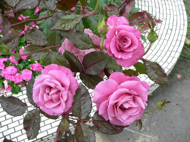 按此在新視窗瀏覽圖片