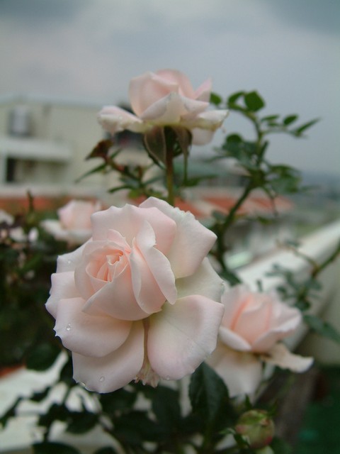 按此在新視窗瀏覽圖片