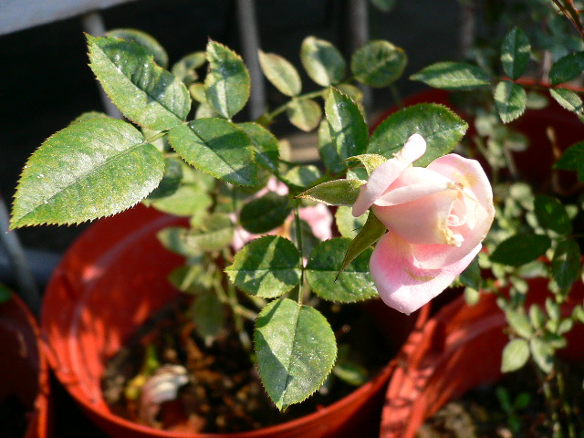 按此在新視窗瀏覽圖片