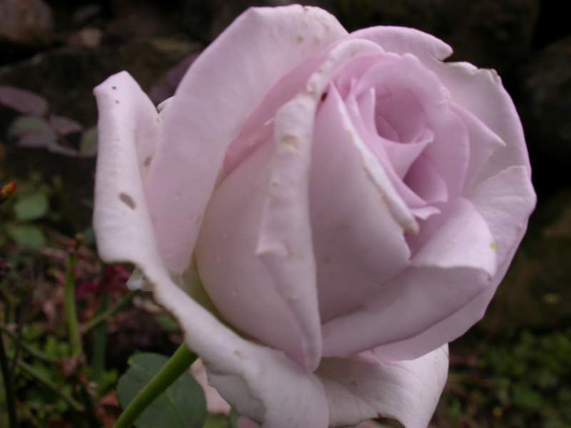 «ö¦¹¦b·sµøµ¡ÂsÄý¹Ï¤ù