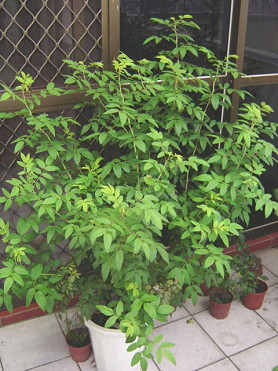 «ö¦¹¦b·sµøµ¡ÂsÄý¹Ï¤ù