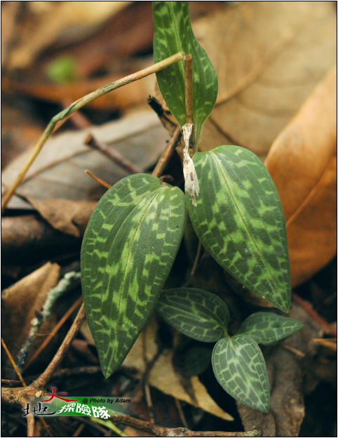 按此在新視窗瀏覽圖片