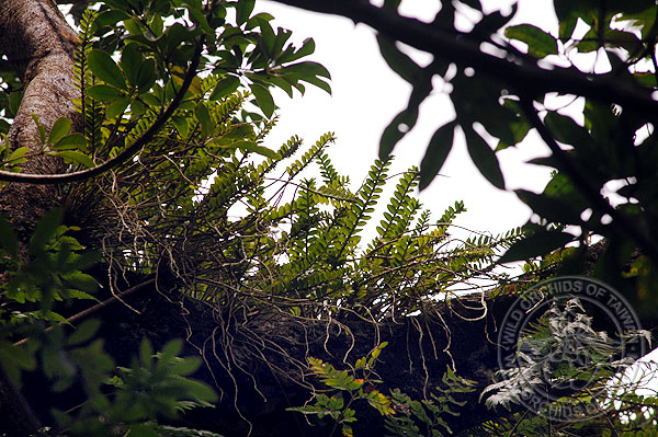 按此在新視窗瀏覽圖片