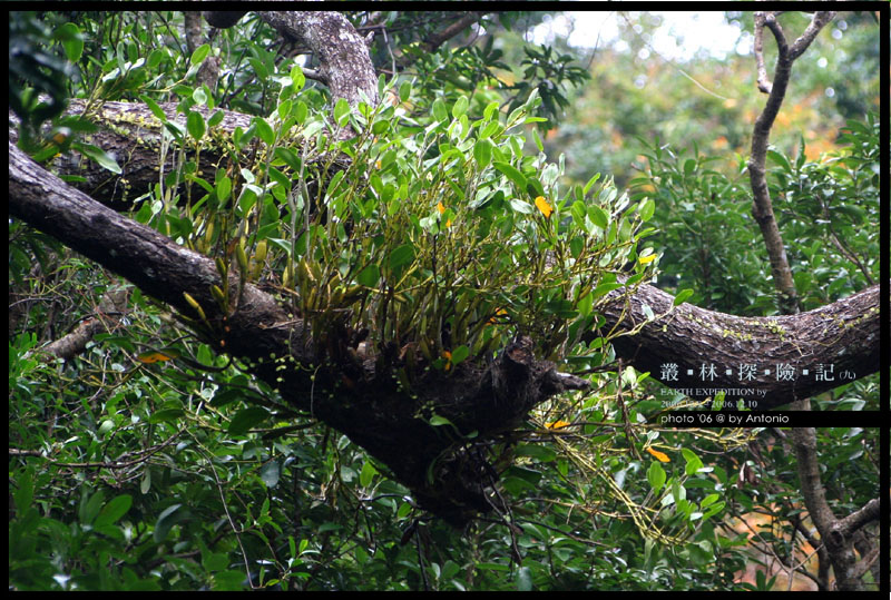 按此在新視窗瀏覽圖片