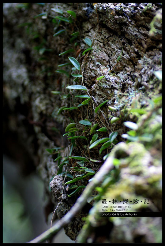 按此在新視窗瀏覽圖片