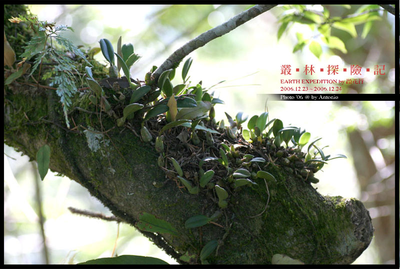 按此在新視窗瀏覽圖片