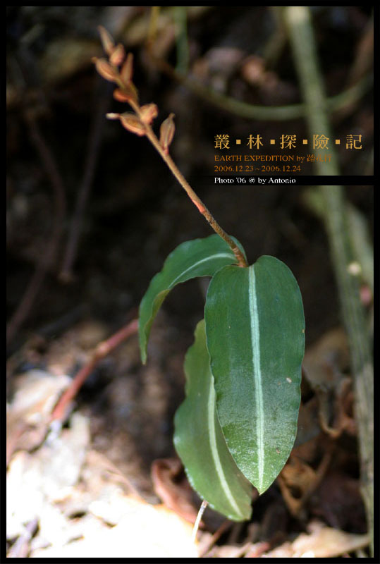 按此在新視窗瀏覽圖片