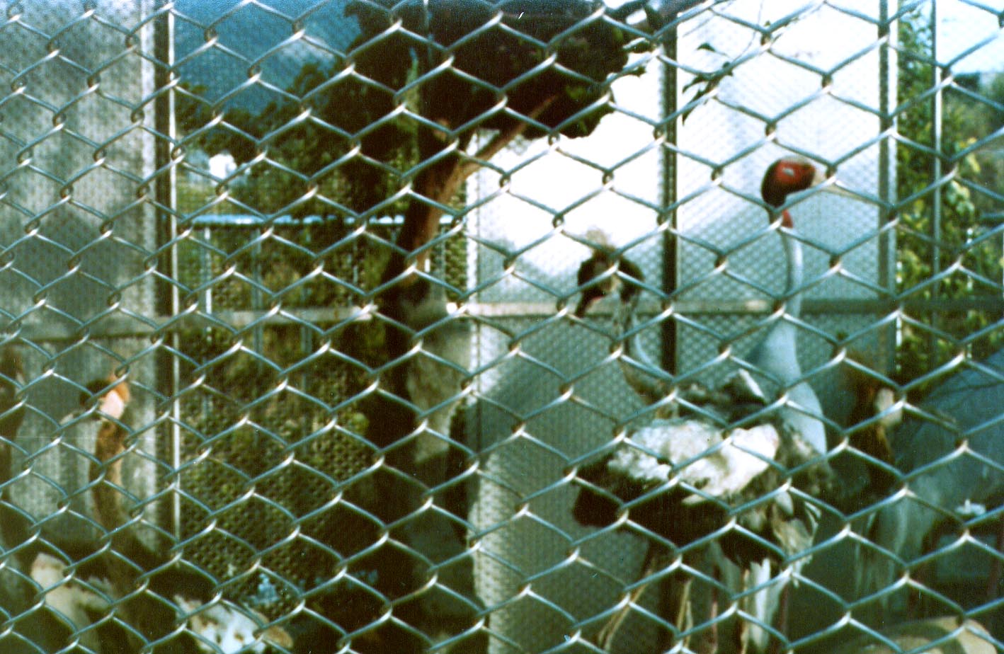 按此在新視窗瀏覽圖片